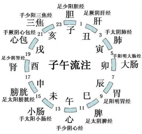 三陽三陰|十二经脉